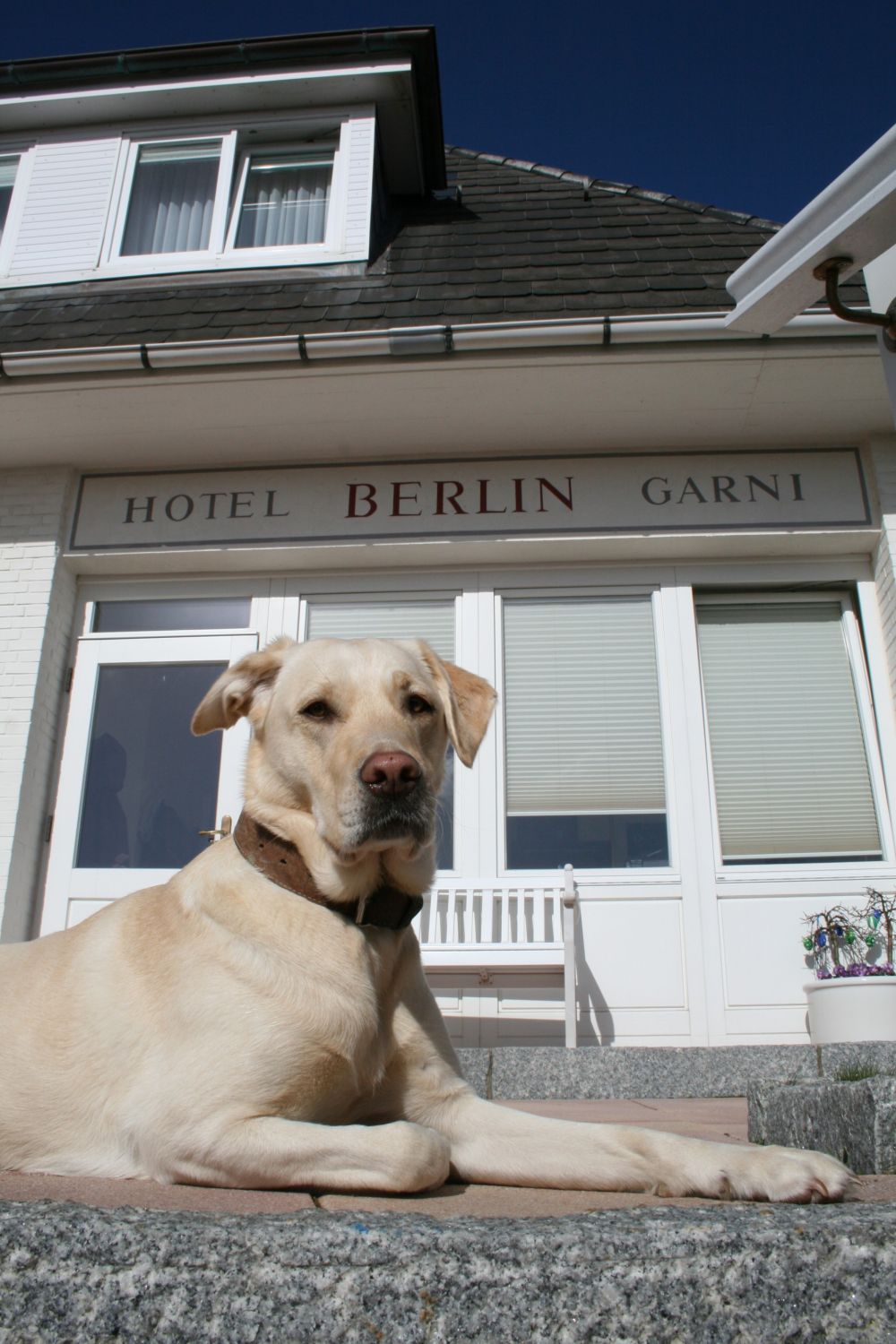 Sylt Hotel Mit Hund